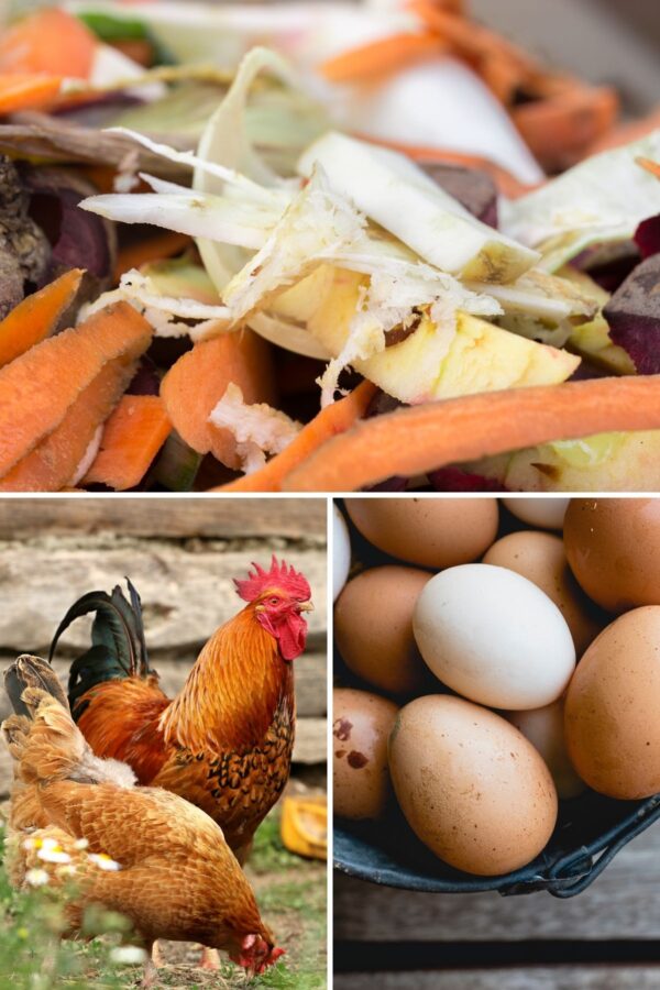Feed Chickens These Chicken Scraps