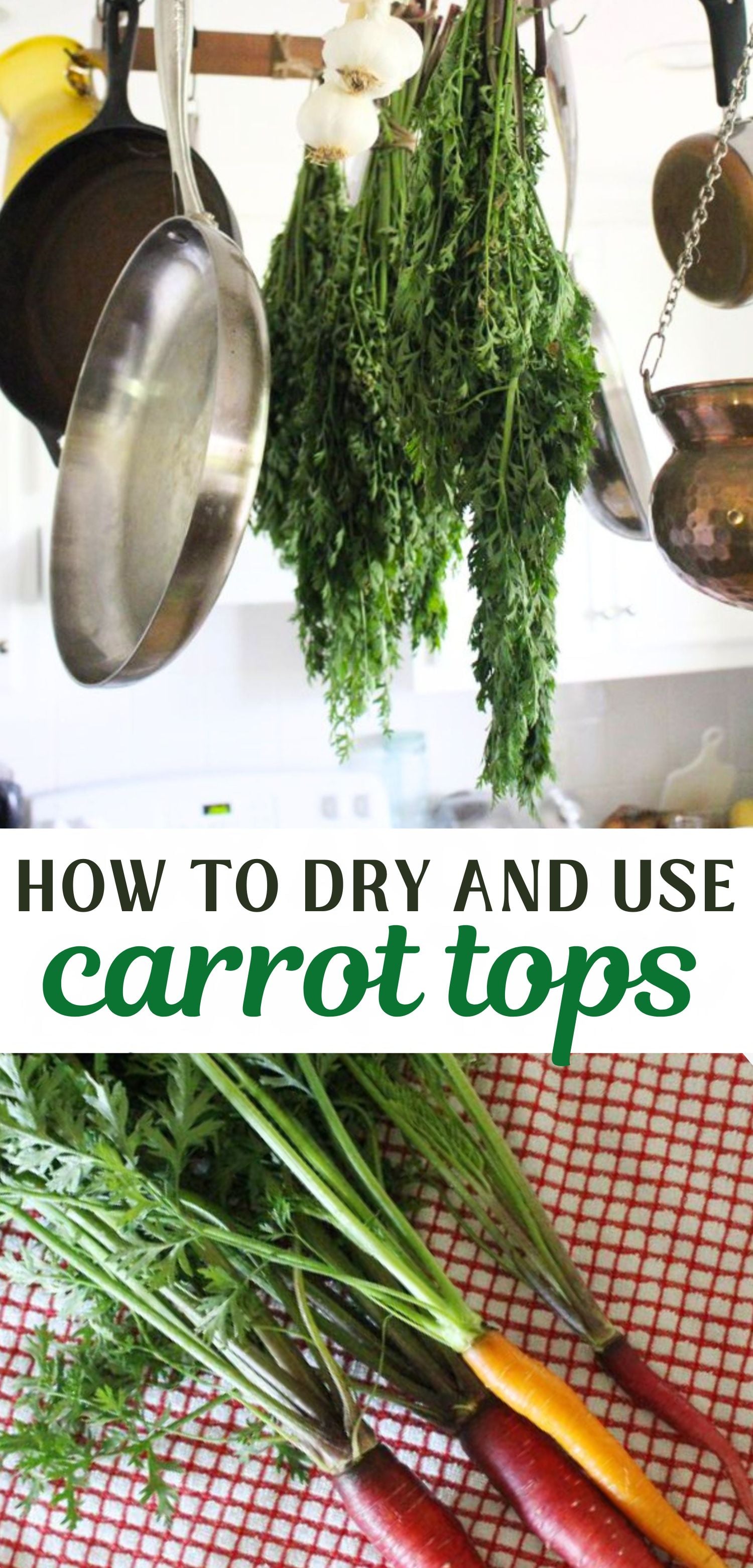a 2 panel image showing hanging carrot greens to dry, and fresh carrots with the greens still attached. The text overlay reads how to dry and use carrot tops.